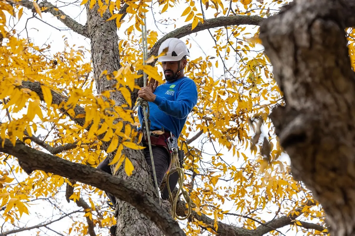 Skilled Storm Damage Cleanup crew working in Morgan