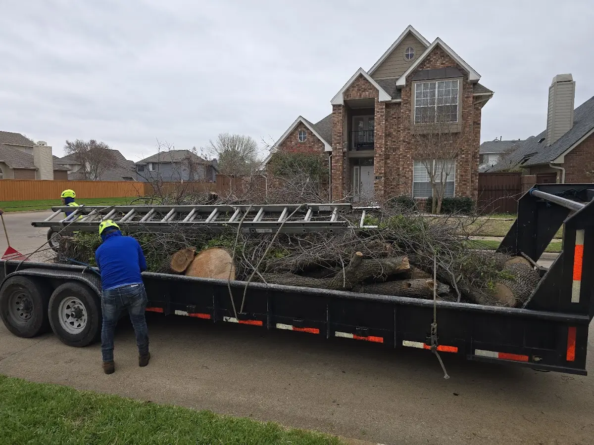 Expert Tree Pest Control with proper safety equipment in Morgan